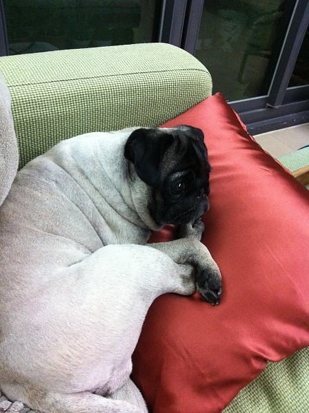 1379027022 16946941 小花小公主(巴哥)睡眠篇【鳥夫人】