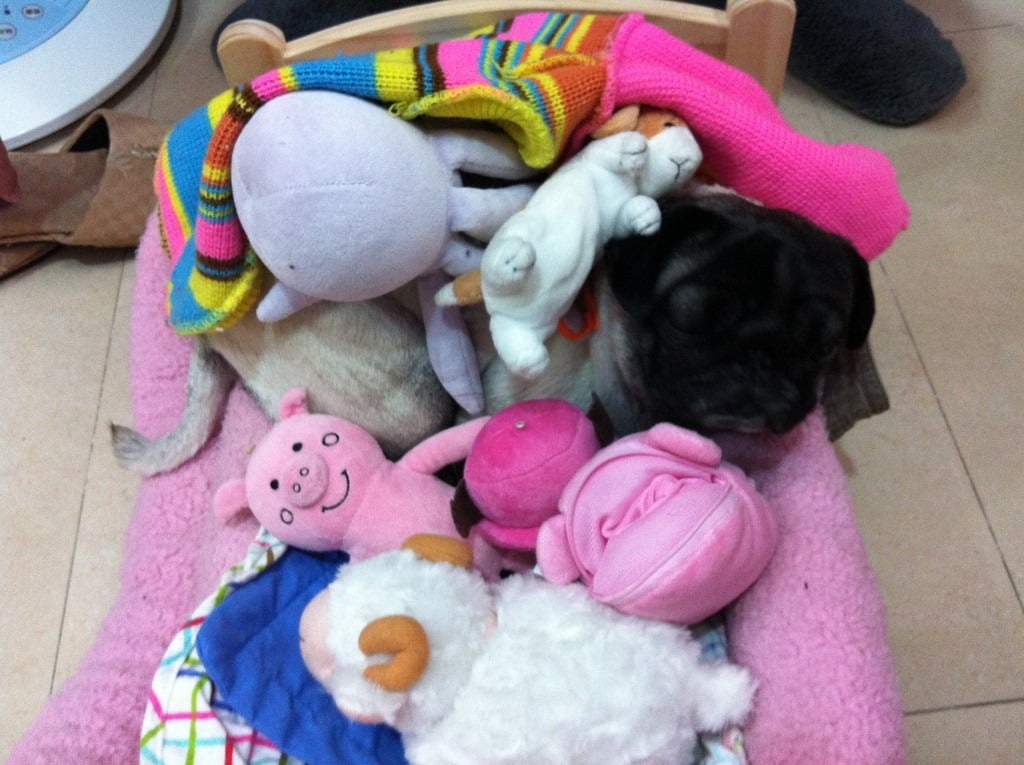 1379027030 1508347226 小花小公主(巴哥)睡眠篇【鳥夫人】