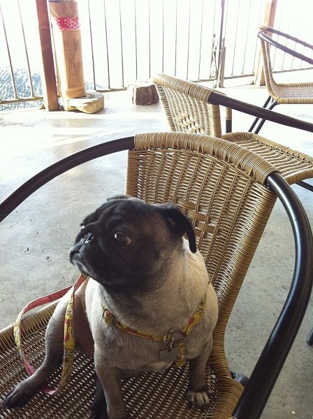 1379027036 4192077225 小花小公主(巴哥)睡眠篇【鳥夫人】