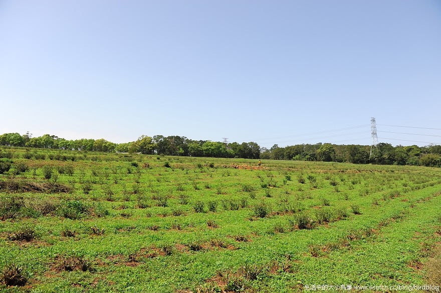 1379027102 3015423360 苗栗-綠葉方舟森林浴+三義木頭香【鳥夫人】