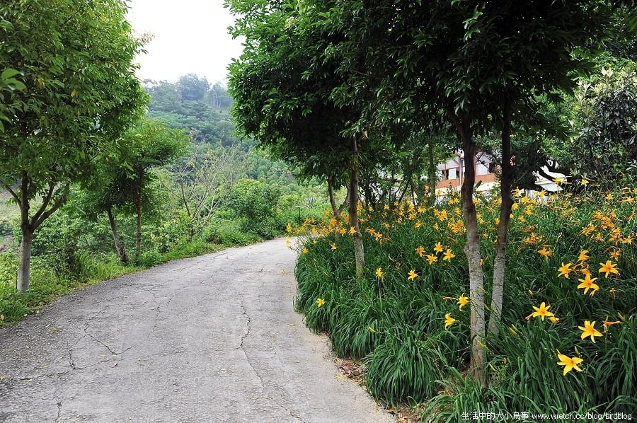 1379026013 3751893602 台中也有金針花.沐心泉休閒農場【鳥先生】