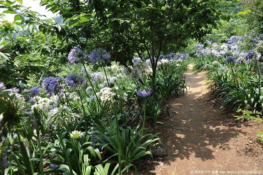 1379026032 3343518946 台中也有金針花.沐心泉休閒農場【鳥先生】