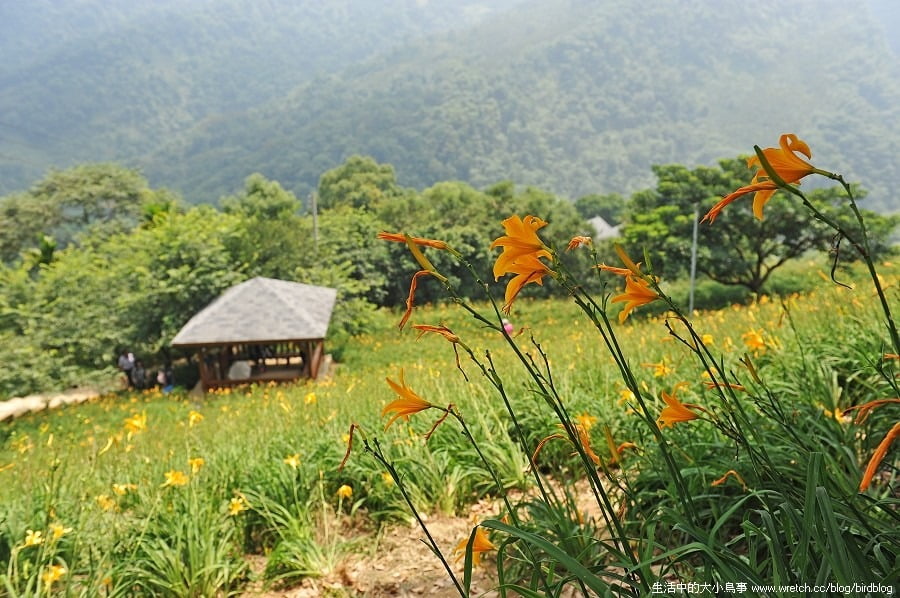 1379026040 1902570365 台中也有金針花.沐心泉休閒農場【鳥先生】