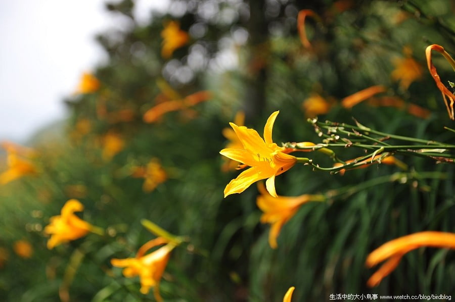 1379026045 3427290423 台中也有金針花.沐心泉休閒農場【鳥先生】
