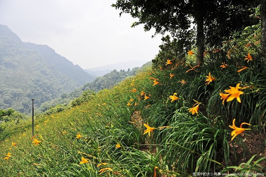 1379026052 306414128 台中也有金針花.沐心泉休閒農場【鳥先生】
