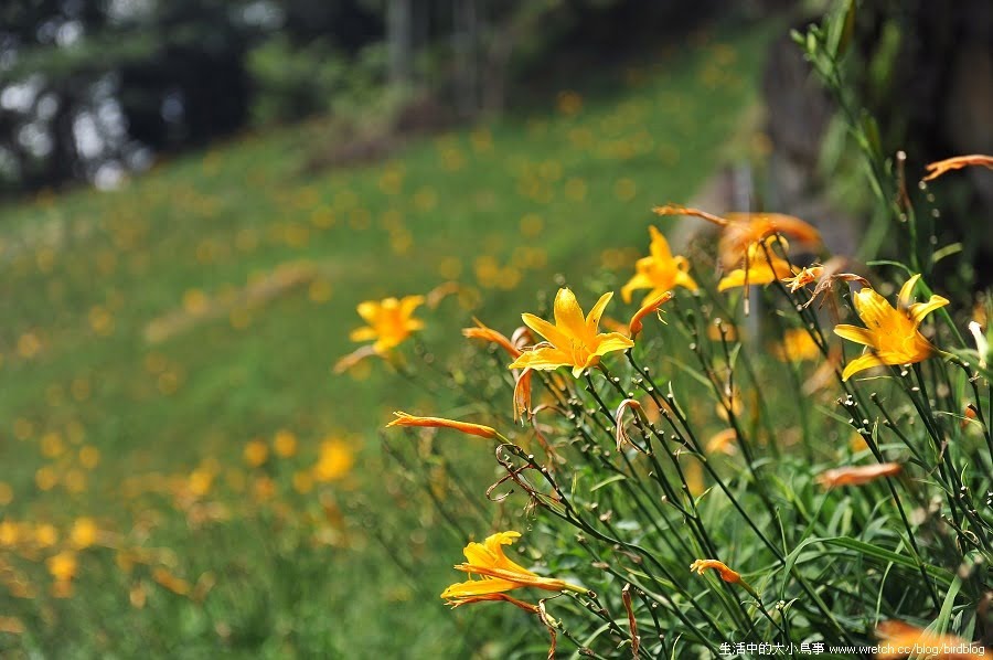 1379026058 2486507415 台中也有金針花.沐心泉休閒農場【鳥先生】