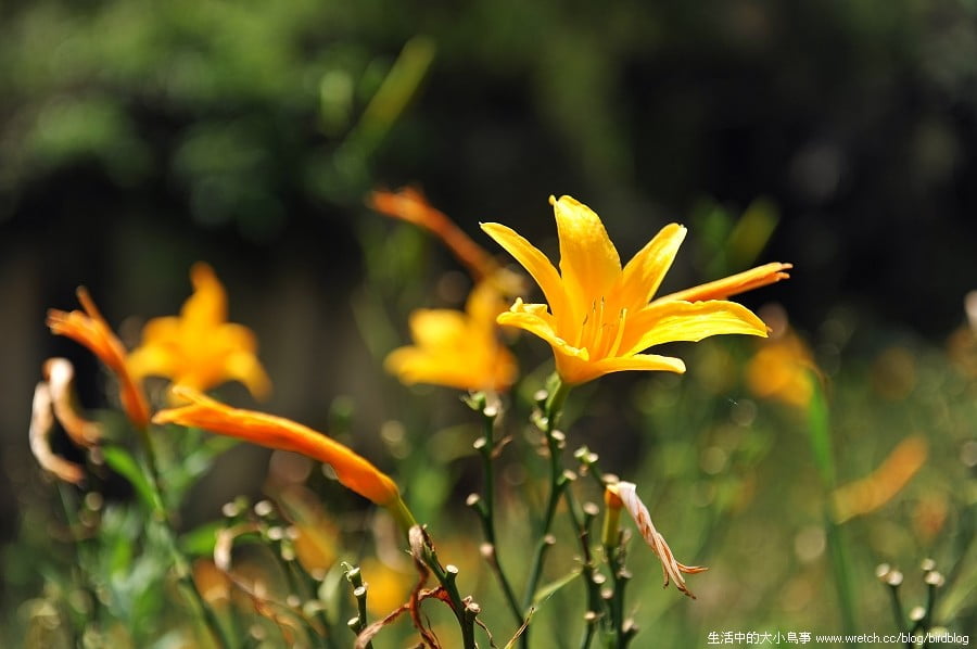 1379026065 88992989 台中也有金針花.沐心泉休閒農場【鳥先生】