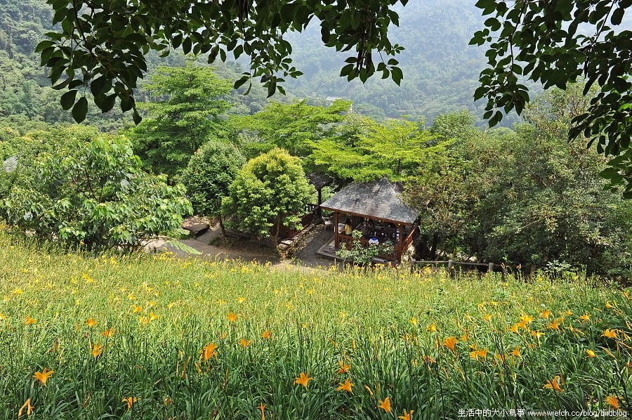 1379026074 3913476286 台中也有金針花.沐心泉休閒農場【鳥先生】