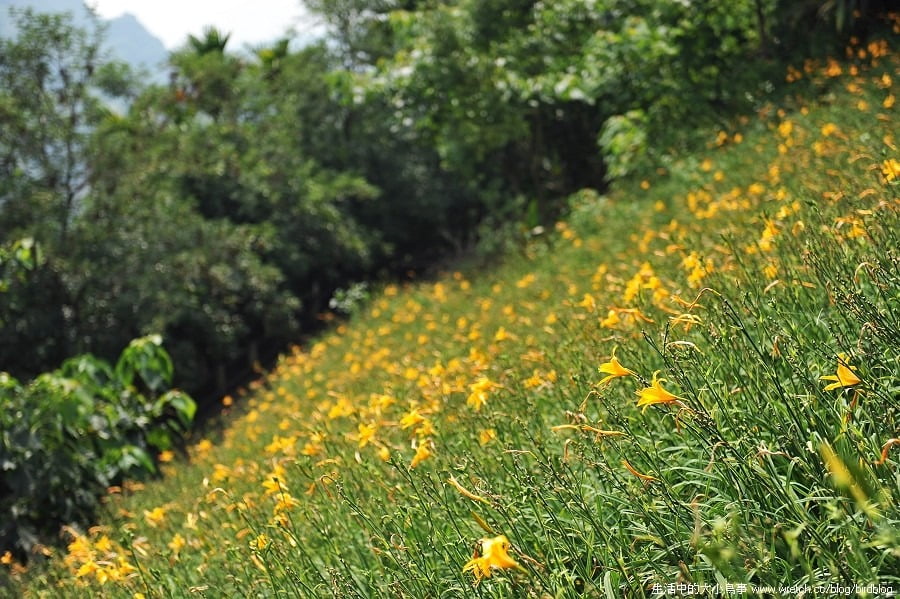 1379026082 1996383828 台中也有金針花.沐心泉休閒農場【鳥先生】