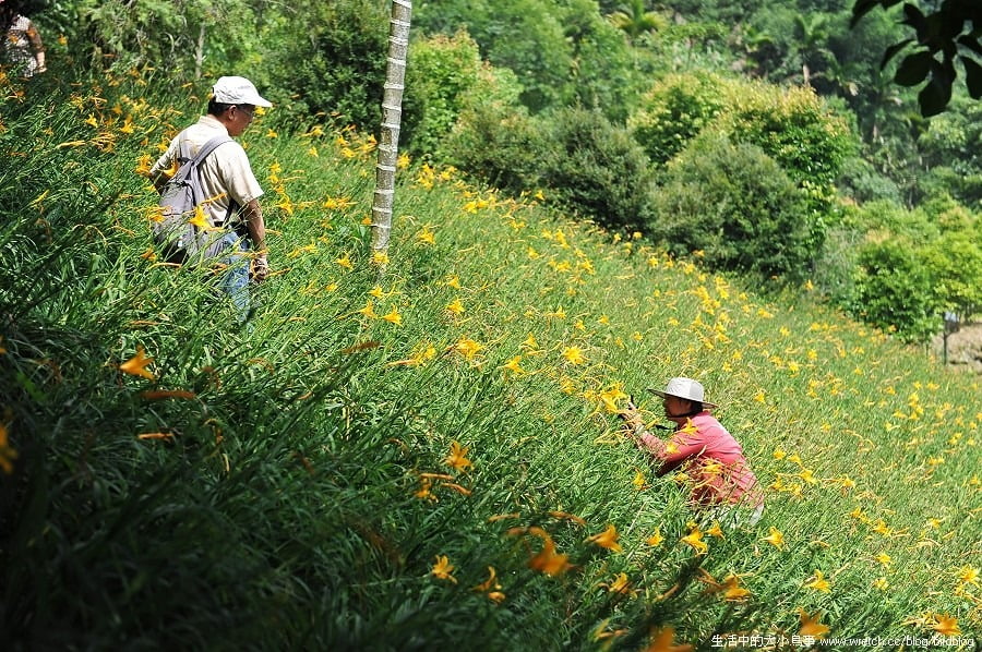 1379026089 3615061064 台中也有金針花.沐心泉休閒農場【鳥先生】