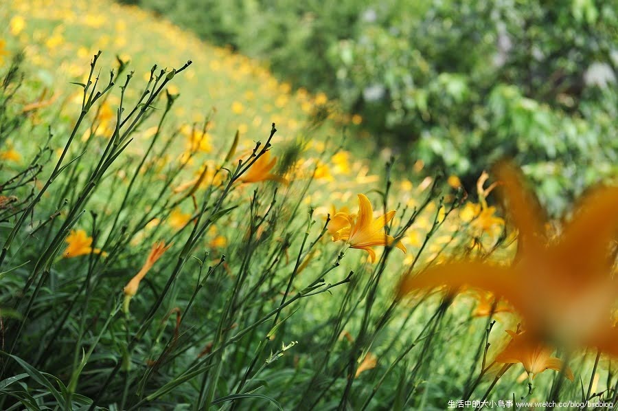 1379026095 3545918993 台中也有金針花.沐心泉休閒農場【鳥先生】