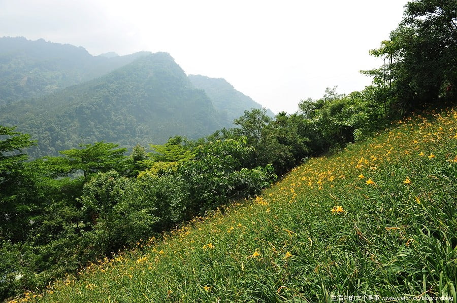1379026102 3659453451 台中也有金針花.沐心泉休閒農場【鳥先生】