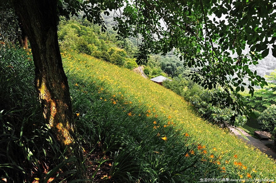 1379026111 336873496 台中也有金針花.沐心泉休閒農場【鳥先生】