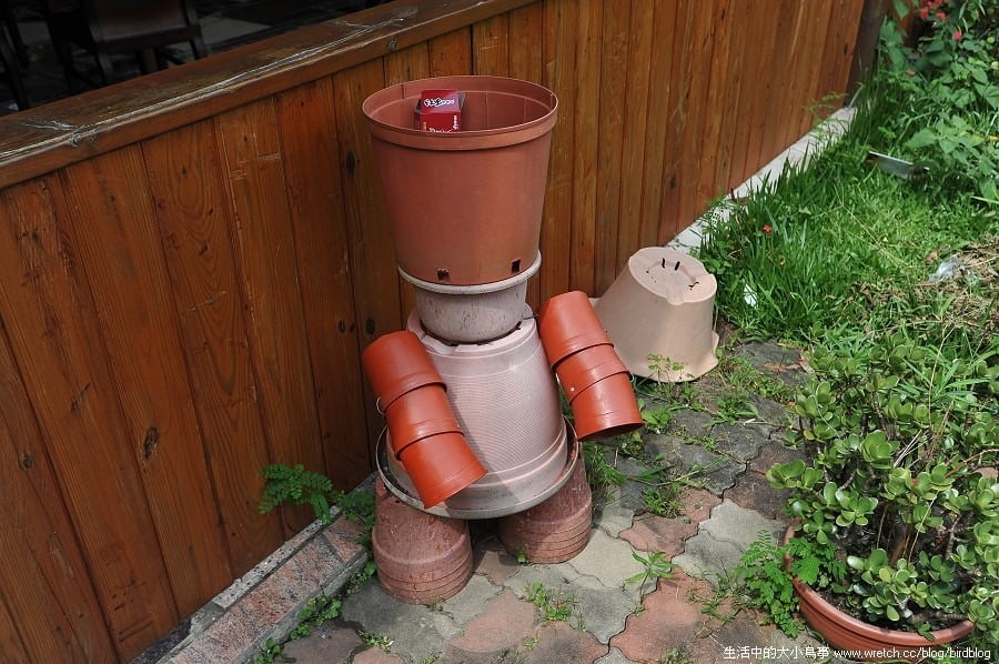 1379026117 407079303 台中也有金針花.沐心泉休閒農場【鳥先生】