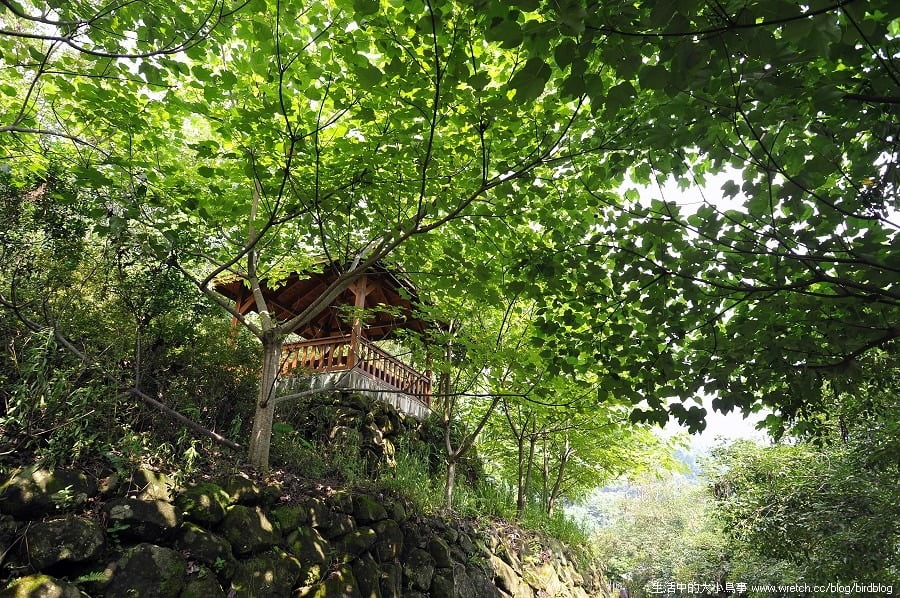 1379026128 1972361359 台中也有金針花.沐心泉休閒農場【鳥先生】