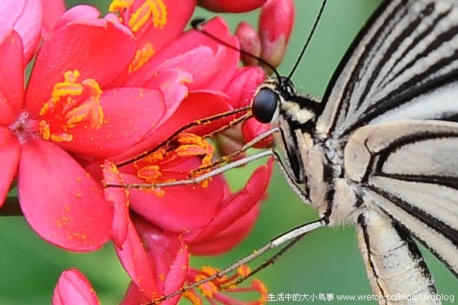 1379024947 897156595 Nikon AF-S Nikkor 24-85mm f/3.5-4.5G ED VR 鏡頭【鳥先生】