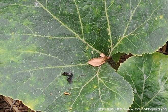 1379024974 3469034498 Nikon AF-S Nikkor 24-85mm f/3.5-4.5G ED VR 鏡頭【鳥先生】