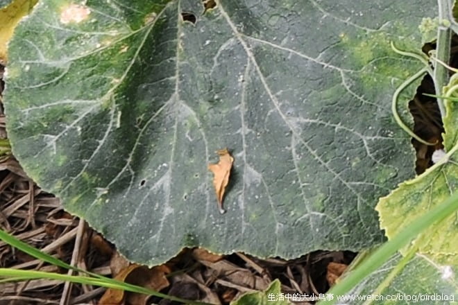 1379024980 2592026399 Nikon AF-S Nikkor 24-85mm f/3.5-4.5G ED VR 鏡頭【鳥先生】