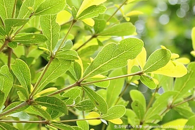 1379024995 550048312 Nikon AF-S Nikkor 24-85mm f/3.5-4.5G ED VR 鏡頭【鳥先生】