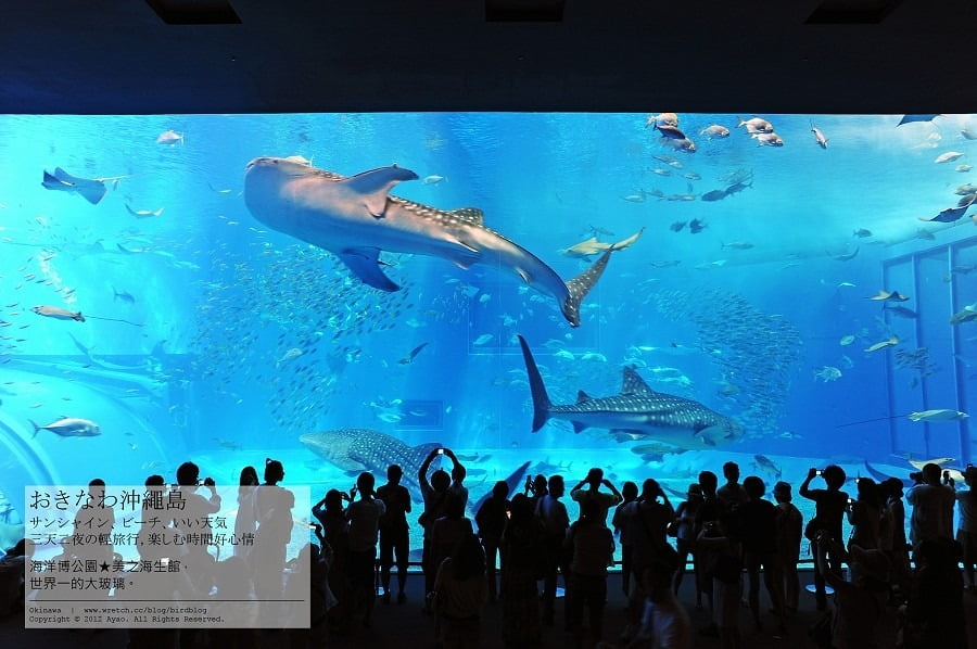 1379024142 1156456618 沖繩Day2-美麗的海洋博公園&美之海生館