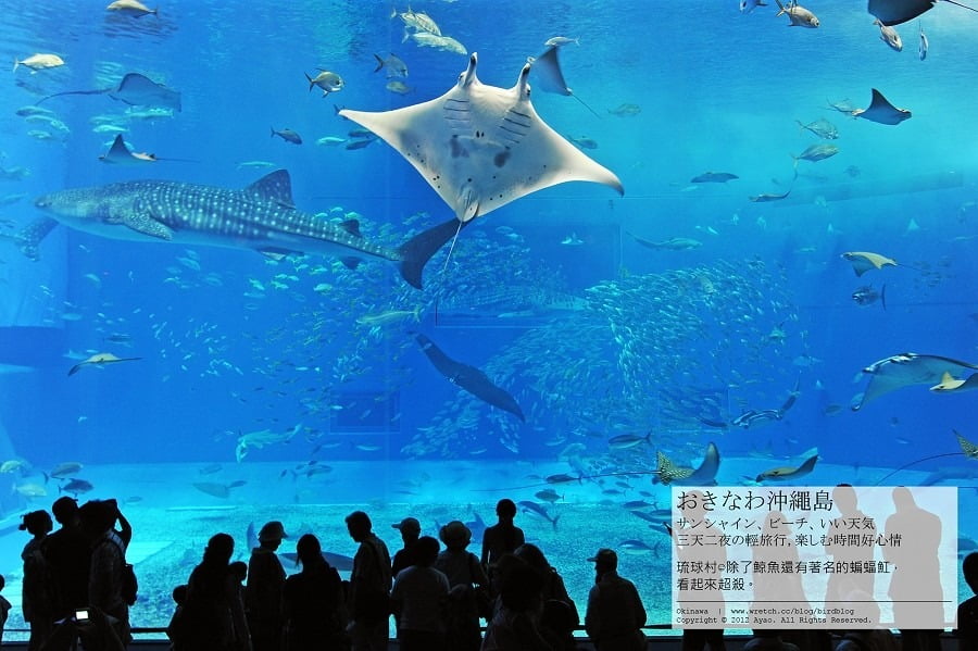 1379024149 435824458 沖繩Day2-美麗的海洋博公園&美之海生館