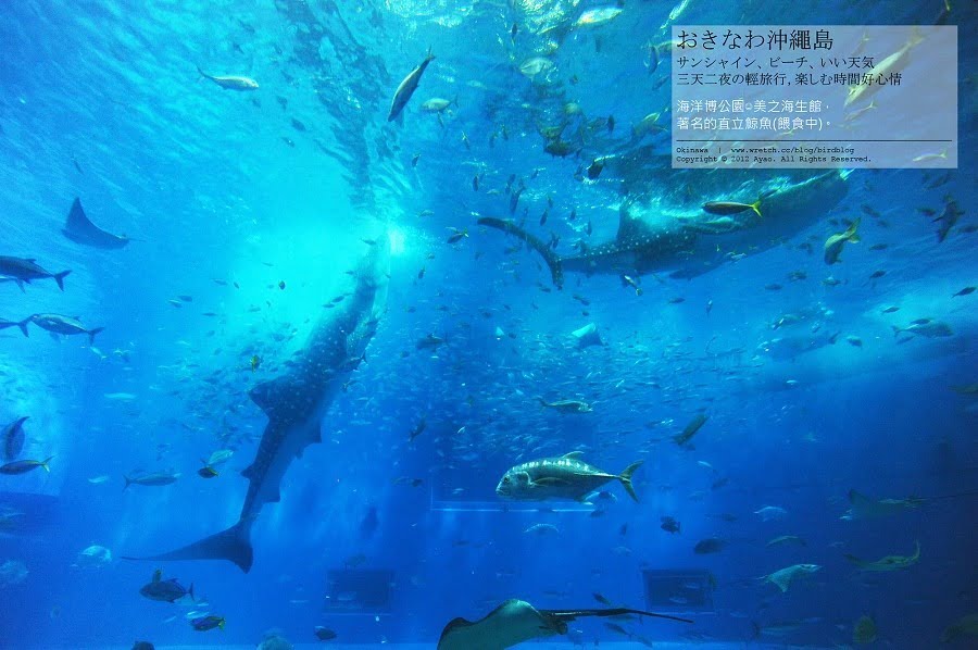 1379024171 3155095374 沖繩Day2-美麗的海洋博公園&美之海生館