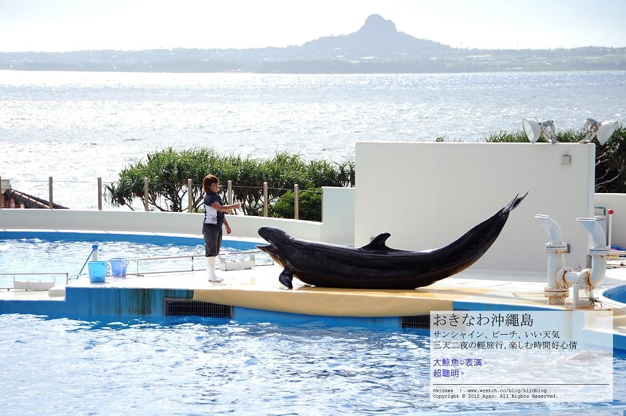 1379024197 93081262 沖繩Day2-美麗的海洋博公園&美之海生館