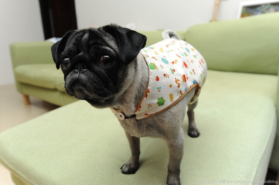 1379021197 1348400388 可愛的萬聖節與小花【鳥夫人】