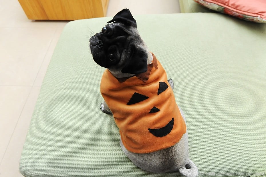 1379021232 3082973832 可愛的萬聖節與小花【鳥夫人】