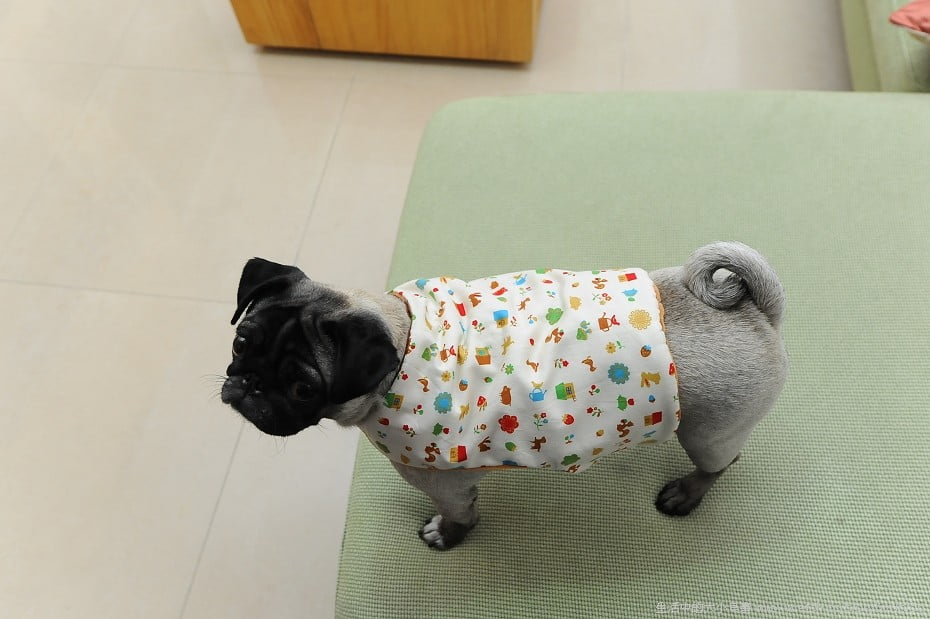 1379021262 2438708909 可愛的萬聖節與小花【鳥夫人】