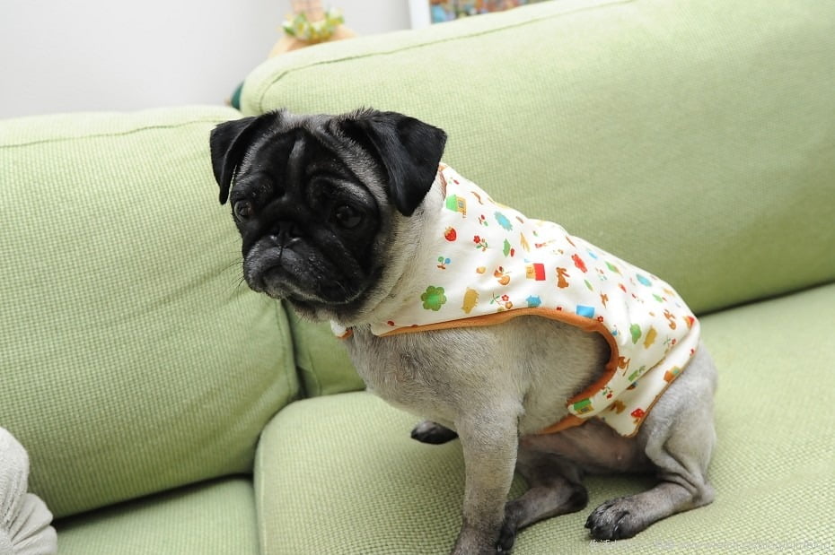 1379021271 2399660632 可愛的萬聖節與小花【鳥夫人】