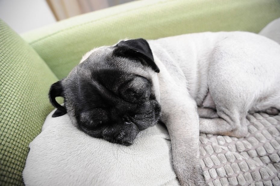 1379021304 1904411507 可愛的萬聖節與小花【鳥夫人】