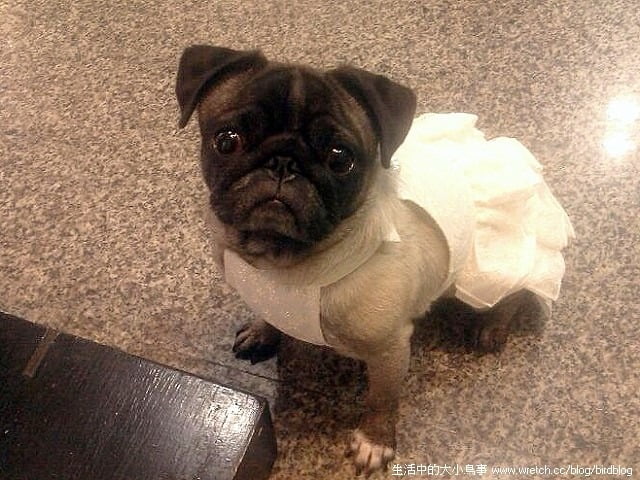 1379021642 1654178870 這真的不是我們的婚紗照【鳥夫人】