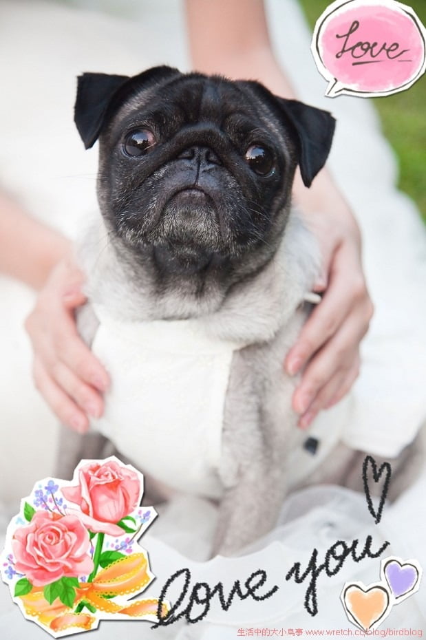 1379021648 4208764501 這真的不是我們的婚紗照【鳥夫人】