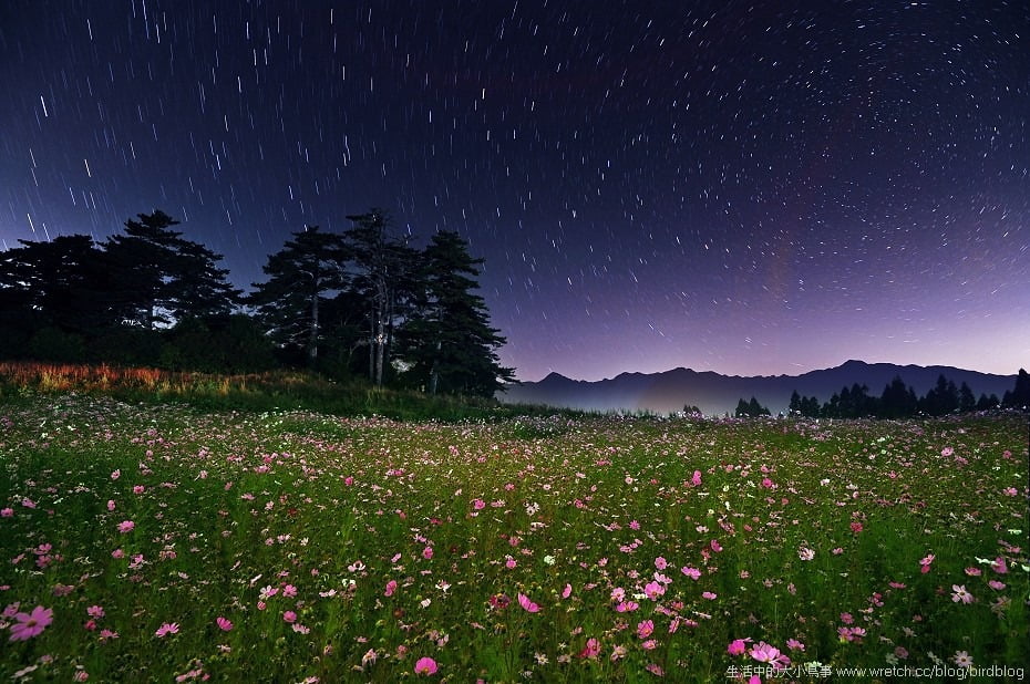 1379021740 1411805338 花海星曝.福壽山農場【鳥先生】