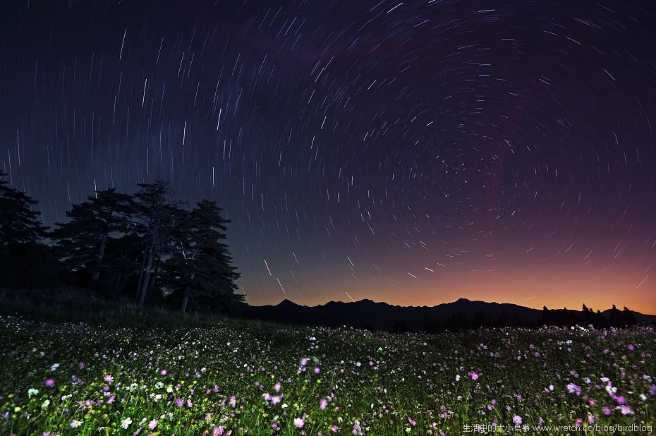 1379021754 541910370 花海星曝.福壽山農場【鳥先生】