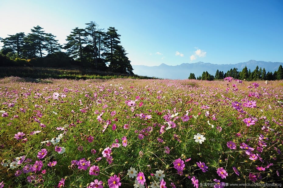 1379021778 844801079 花海星曝.福壽山農場【鳥先生】