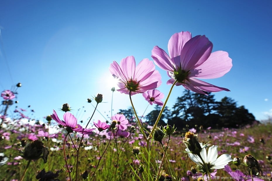 1379021785 3939384455 花海星曝.福壽山農場【鳥先生】