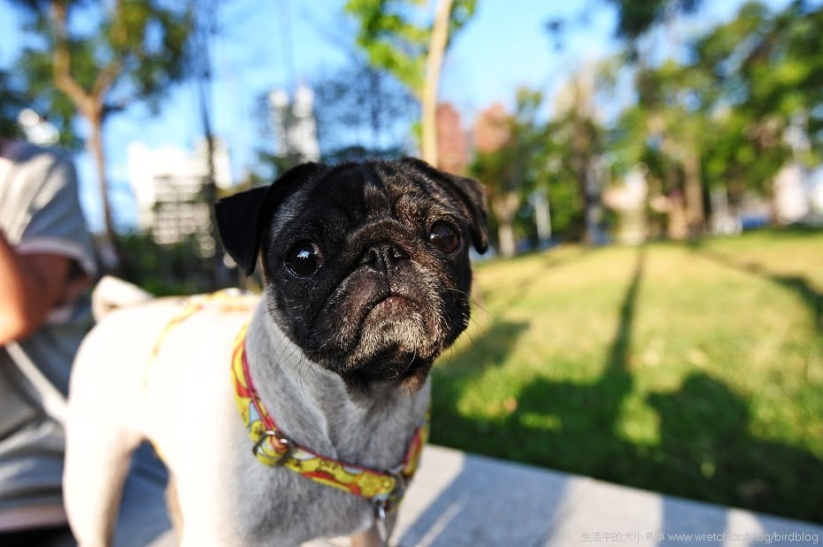 1379021878 194307963 Nikon AF-S Nikkor 16-35mm f/4G ED VR 鏡頭【鳥先生】