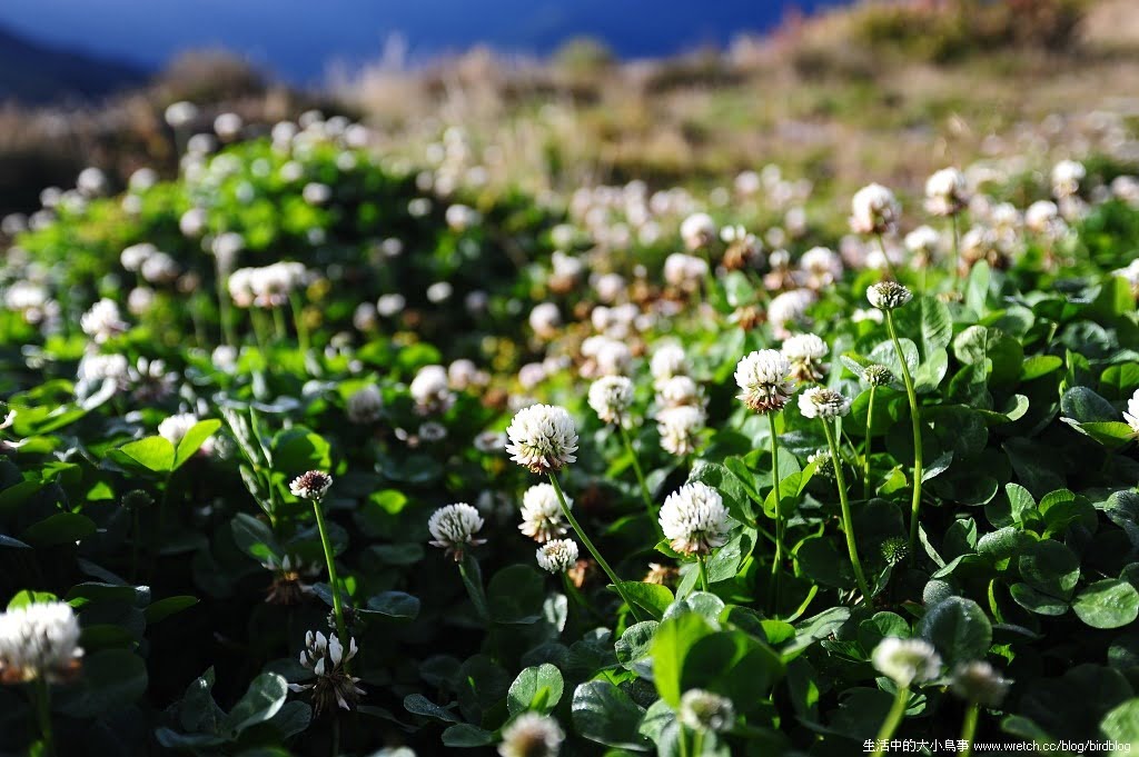 1379022796 2282134279 合歡山看星星-槓龜.囧rz【鳥先生】
