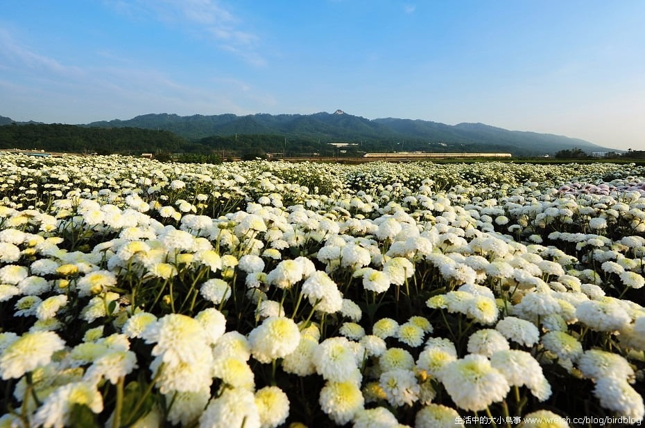 1379020435 3417739744 秋季限定.銅鑼杭菊【鳥先生】