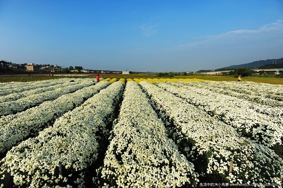 1379020443 3568764406 秋季限定.銅鑼杭菊【鳥先生】
