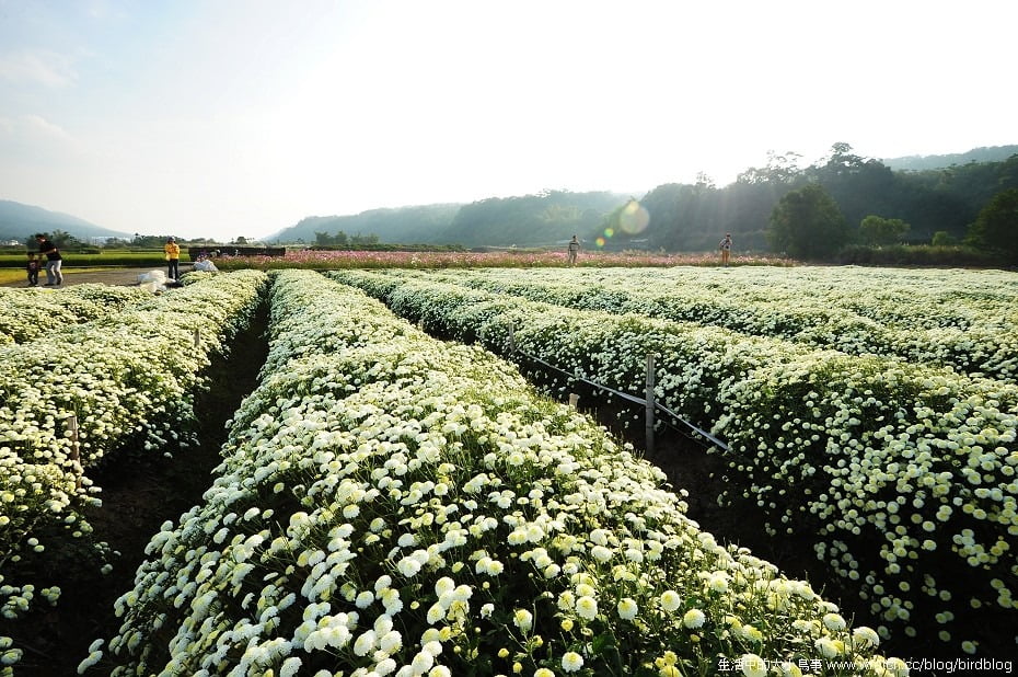 1379020450 2779886786 秋季限定.銅鑼杭菊【鳥先生】