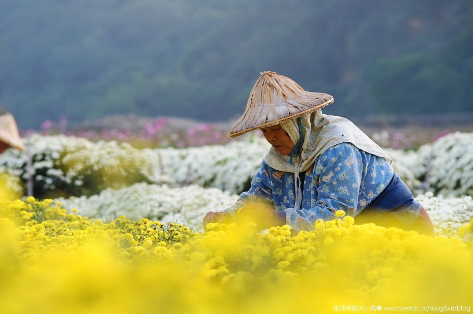 1379020456 4217762247 秋季限定.銅鑼杭菊【鳥先生】
