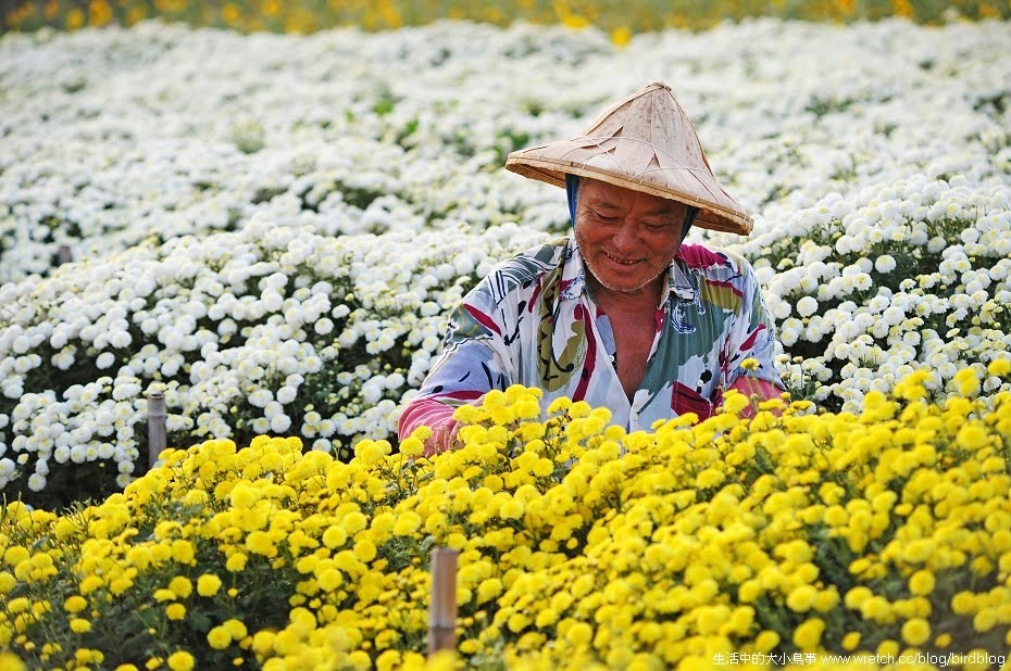 1379020463 4246034895 秋季限定.銅鑼杭菊【鳥先生】