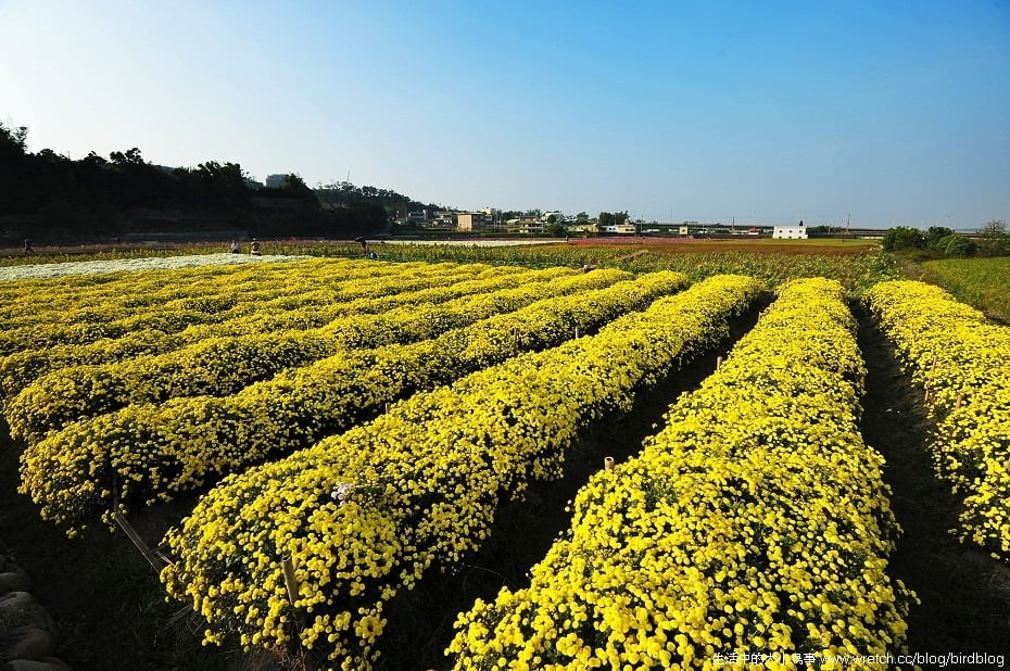 1379020471 1663472649 秋季限定.銅鑼杭菊【鳥先生】