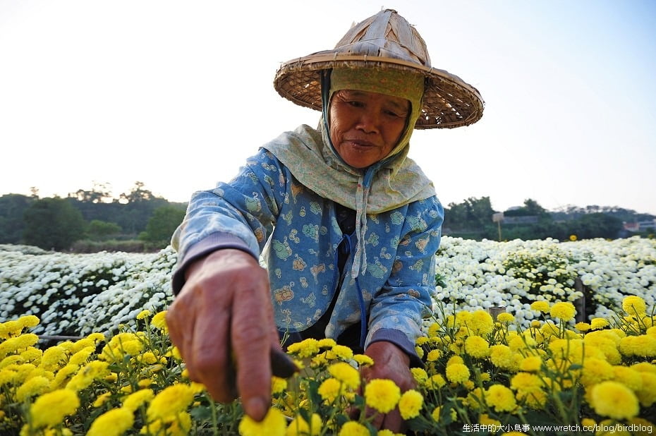 1379020479 1886457290 秋季限定.銅鑼杭菊【鳥先生】