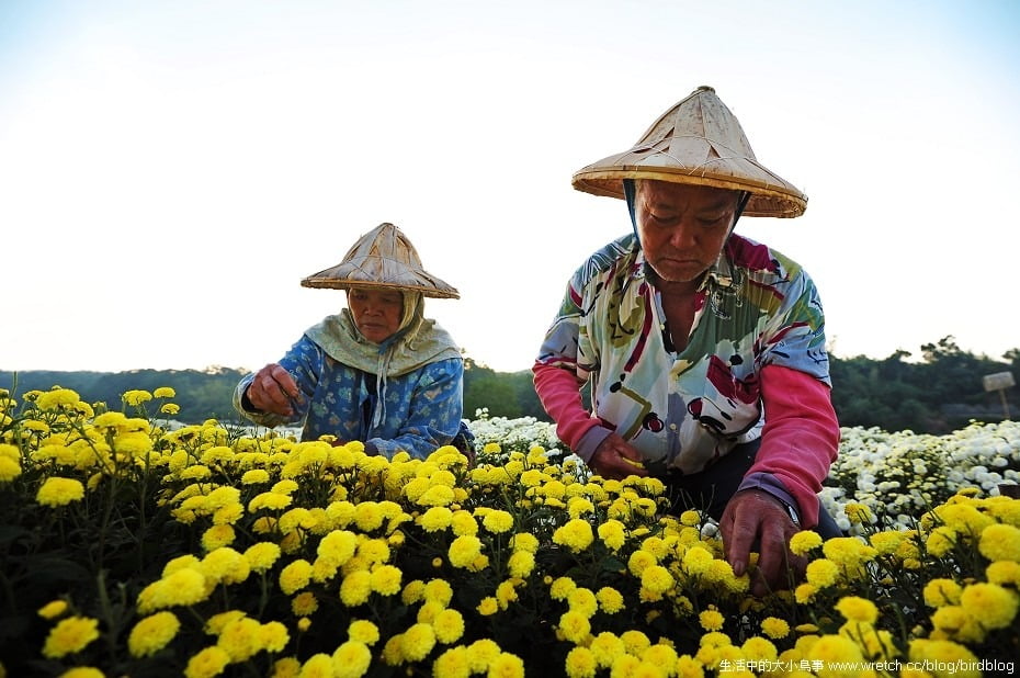 1379020485 1310311677 秋季限定.銅鑼杭菊【鳥先生】