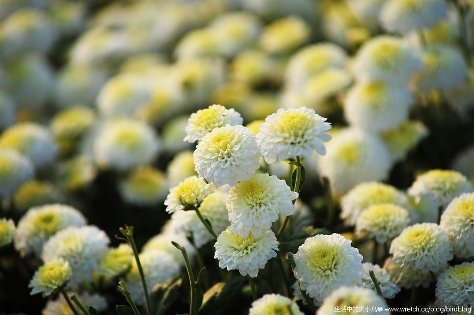 1379020491 1331882522 秋季限定.銅鑼杭菊【鳥先生】