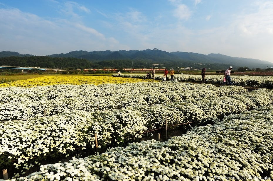 1379020498 218248891 秋季限定.銅鑼杭菊【鳥先生】